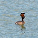 Colin Lamb - Great crested grebe 7