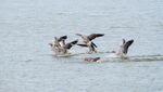 Colin Lamb - Greylag geese landing