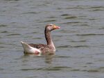 Colin Lamb - Greylag goose