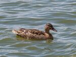 Colin Lamb - Mallard female