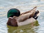 Colin Lamb - Mallard