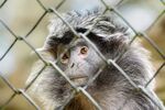 Andrew Dayer - Chainlink Langur