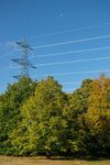 Neil Grantham - Tree Power