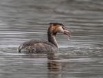 Colin Lamb - Great crested grebe with perch