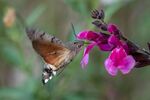 Lindsey Smith - Hummingbird Hawk Moth