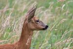 Lindsey Smith - Roe Deer Doe