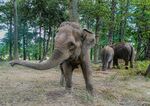 Miggy WIld - Elephant experience