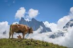 Nicky Westwood - Alpine cows on Furenalp