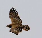 Richard Beghin - Black Chested Snake Eagle