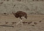 Richard Beghin - Walking the Kids