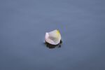 Nick Hardwick - Floating Petal