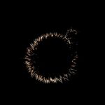 Colin Lamb - Echinops eclipse