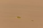 Colin Lamb - Namib desert jackal