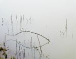 Miggy Wild - Fish flood