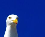 Miggy WIld - Seagull