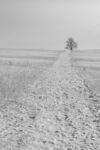 Nicky Westwood - A tree in minature