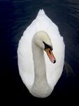 Tim Goss - Minimalism Swan