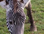 Anne Hunsley - Stripe