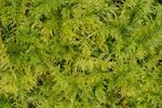 Lindsey Smith - Common Tamarisk-moss