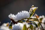 Nicky Westwood - Frosted Plant