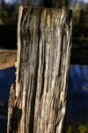 Paul Brewerton - Fence Post