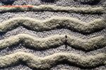 Paul Whitehead - Texture