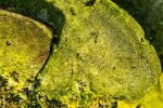 Richard Broadbent - Textures 1