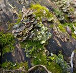 Anne Hunsley - Texture 3