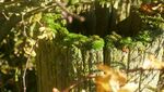 Charles Hodge - World in a Gatepost