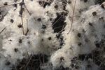 Daphne Lever - Seed heads