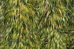 Lindsey Smith - Textured conifer