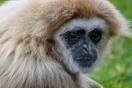 Nicky Westwood - Gibbon, Cumbria