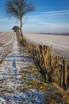 Nicky Westwood - Trimmed hedgerow near Papermill Cottages