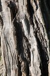 Paul Brewerton - Ancient Tree