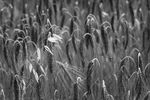 Terri Innes - Provence wheatfield
