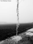 Paul Whitehead - Texture2