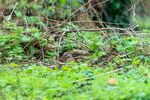 Andrew Dayer 1 - Discovered Mallard -1