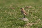 Lindsey Smith - 1. Discovered a good field for Wheatears.