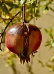 Maureen Robinson - Fruity Surprise