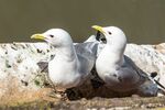 Andrew Dayer - Discovered Kittiwakes - 2