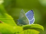 Colin Lamb - 2 Holly blue