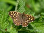 Colin Lamb - 3 Speckled wood