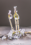 Tiny moss seed pods with iced droplets