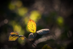 Sunlit Leaves