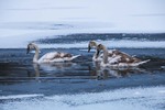 Swans