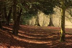 Woodland