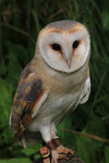 BarnOwl