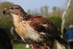 Buzzard