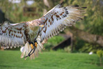 Buzzard2