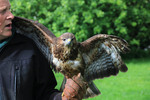 Buzzard3